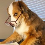 Home Office Tiere Katzen Hunde dogsworkingfromhome Instagram