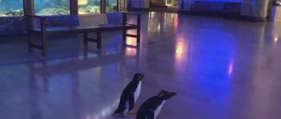 Pinguine Chicago Aquarium Corona