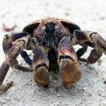 Robbery Crab Riesenkrebs