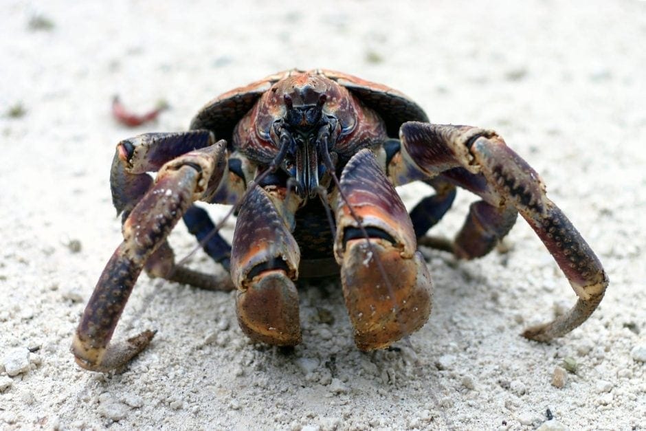 Robbery Crab Riesenkrebs