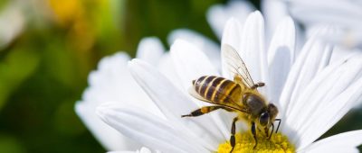 Biene Frühlingsblume