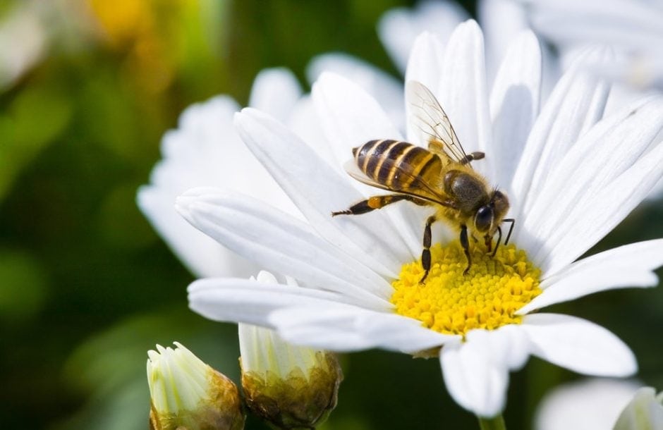 Biene Frühlingsblume