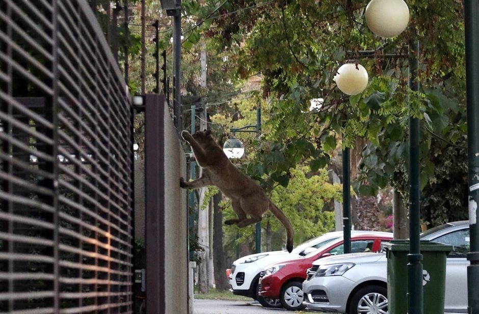 Puma in Santiago del Chile