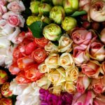Rosenanbau Blumen Muttertag