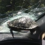 Schildkröte Unfall Windschutzscheibe