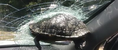 Schildkröte Unfall Windschutzscheibe