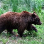 Tierpark-Bären ziehen in Bärenwald