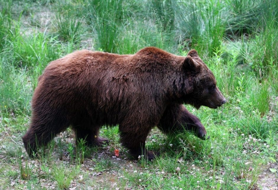 Tierpark-Bären ziehen in Bärenwald