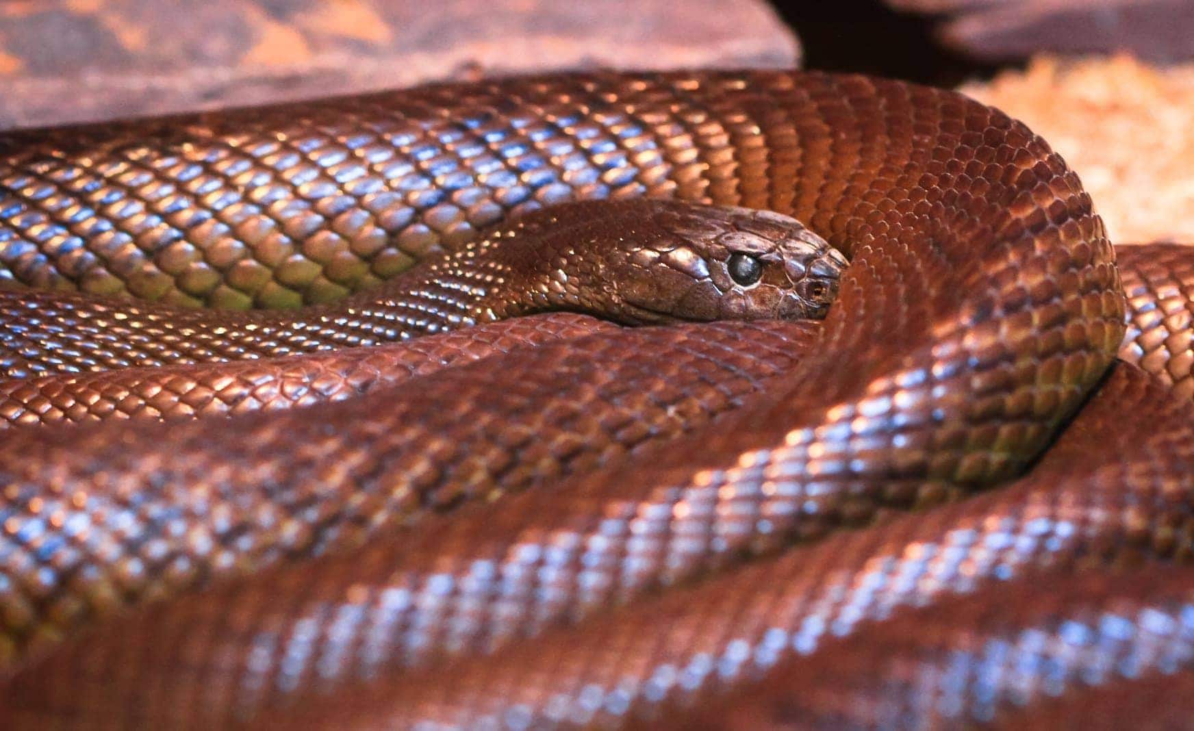 Die 10 Gefährlichsten Schlangen Der Welt