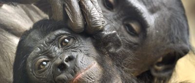 Bonobo-Affen