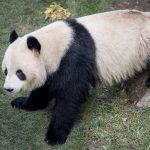 Panda im Kopenhagener Zoo ausgebüxt