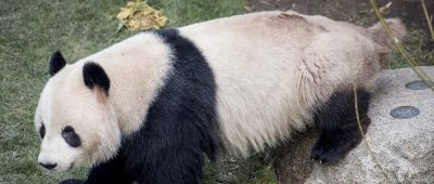 Panda im Kopenhagener Zoo ausgebüxt