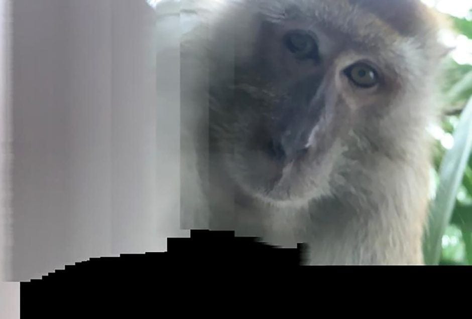 Affen Selfie Malaysia (nur für diese Geschichte)