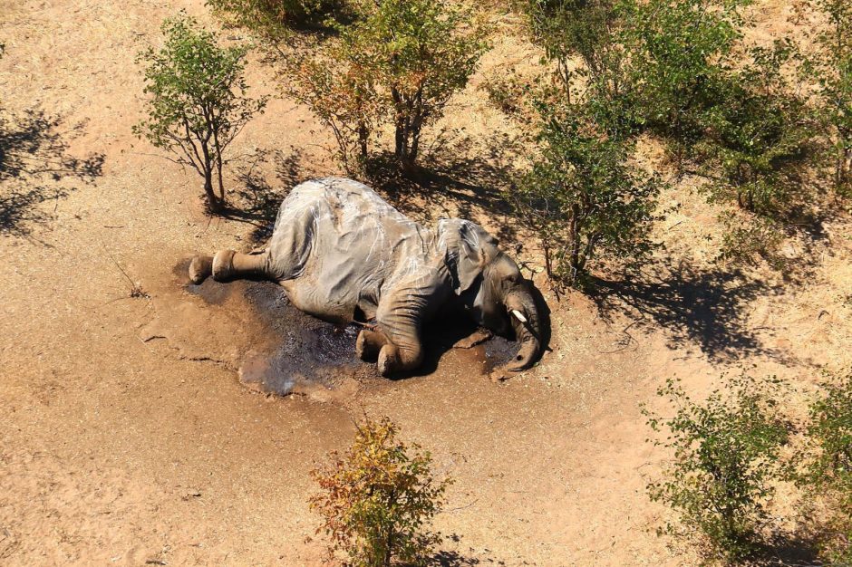 Elefanten Massensterben Botsuana