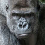 Gorilla im Berliner Zoo