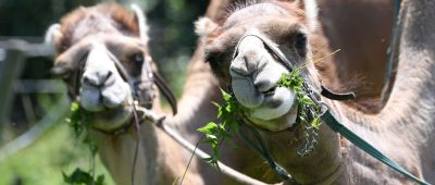 Kamele im Odenwald Dromedare