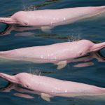 Rosa Delfine schwimmen im Meer