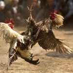 Tödlicher Vorfall bei illegalem Hahnenkampf auf den Philippinen
