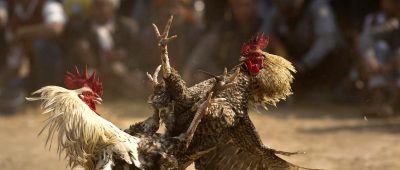 Tödlicher Vorfall bei illegalem Hahnenkampf auf den Philippinen