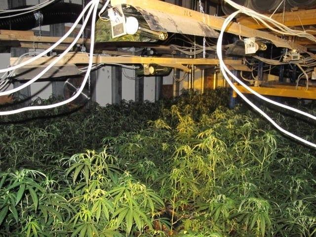 Cannabisplantage Polizei Aachen