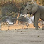 Elefant Simbabwe