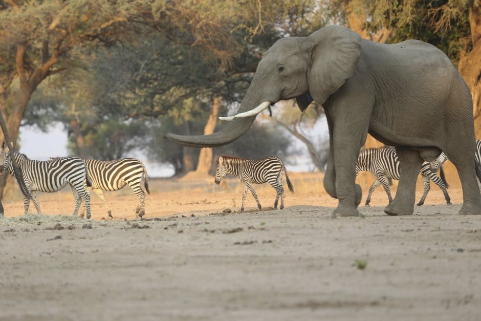 Elefant Simbabwe