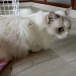 Katze überlebt vier Monate allein in Kölner Wohnung
