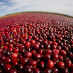 Cranberry-Ernte in den USA