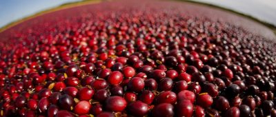 Cranberry-Ernte in den USA