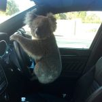 Koala Auto Australien