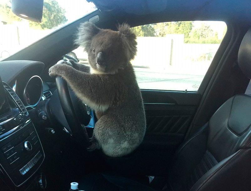 Koala Auto Australien