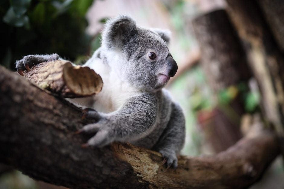 Koala Duisburger Zoo Tarni
