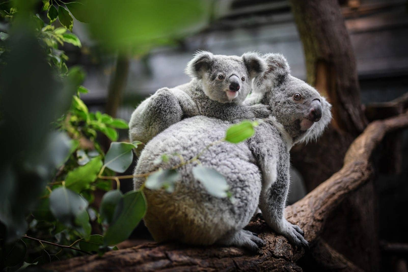 Koala Duisburger Zoo Tarni Gooni