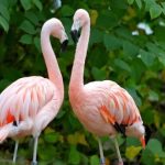 Flamingos Tierpark Hamm