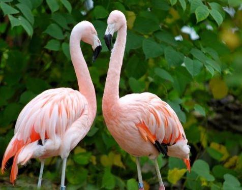 Flamingos Tierpark Hamm