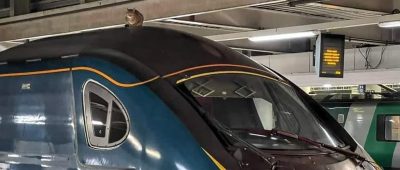Katze hindert Zug an Fahrt von London nach Manchester