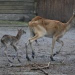 Antilopen-Nachwuchs im Kölner Zoo
