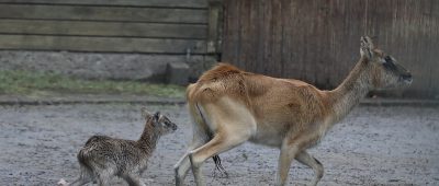 Antilopen-Nachwuchs im Kölner Zoo