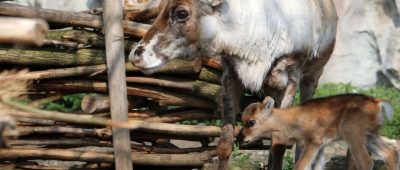 Erster Rentiernachwuchs des Jahres im Zoo Gelsenkirchen