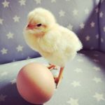 Huhn Küken Ei Instagram