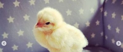 Huhn Küken Ei Instagram