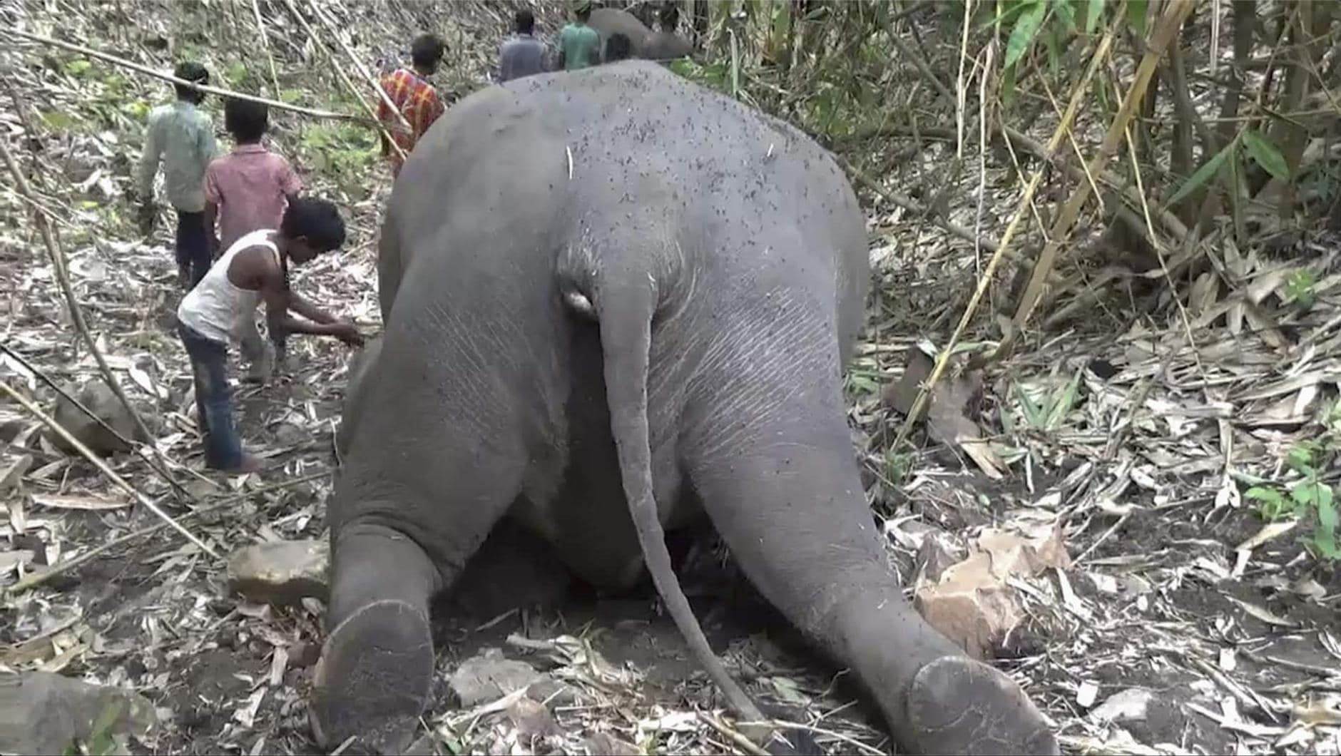 Indien toter Elefant