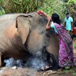 Nach Gewittersturm in Indien sind 18 Elefanten tot