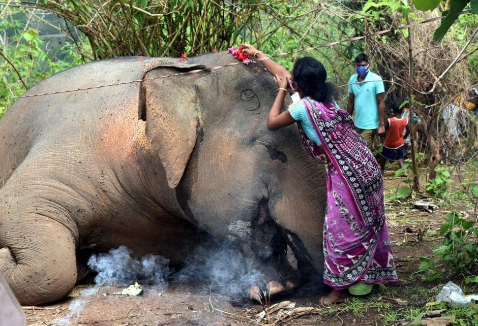 Nach Gewittersturm in Indien sind 18 Elefanten tot
