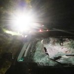Reh kracht durch Frontscheibe von Auto: Beifahrer stirbt