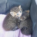 Zwei Katzenbabys zwischen Bauschutt gefunden