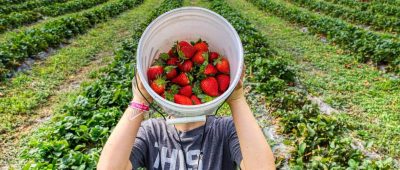 Erdbeeren pflücken in Düsseldorf und Umgebung: Die besten Erdbeerfelder