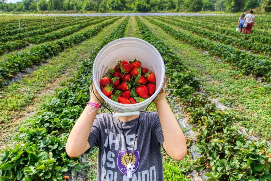 Erdbeeren pflücken in Düsseldorf und Umgebung: Die besten Erdbeerfelder