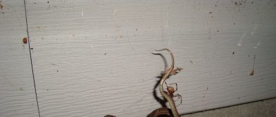 Spinnen fressen Schlangen Schwarze Witwe Strumpfbandnatter