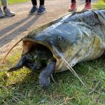 Wels verschluckt Schildkröte und stirbt